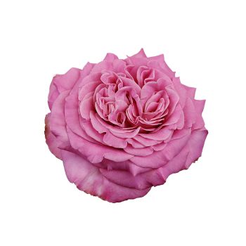 スカート MILK Garden Rose SK Garden Rose SK - MILK MILKBOY OFFICIAL ONLINE SHOP | milk inc.